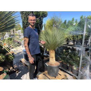 Yucca Rostrata - výška 120-130 cm, výška kmeňa: 40/50 cm, kont. C45L (-22°C) 
